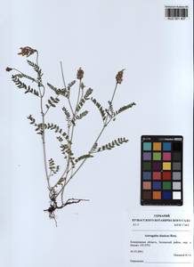 KUZ 001 407, Astragalus danicus Retz., Siberia, Altai & Sayany Mountains (S2) (Russia)
