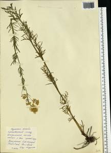 Thalictrum lucidum L., Eastern Europe, Central region (E4) (Russia)