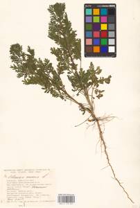 Artemisia annua L., Eastern Europe, South Ukrainian region (E12) (Ukraine)