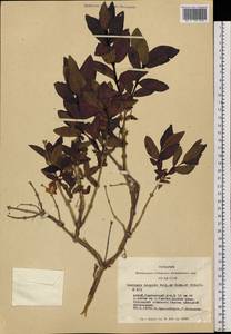 Lonicera hispida Pall. ex Roem. & Schult., Siberia, Altai & Sayany Mountains (S2) (Russia)