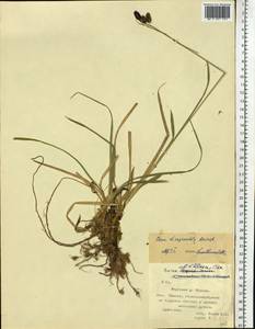 Carex scita var. riishirensis (Franch.) Kük., Siberia, Chukotka & Kamchatka (S7) (Russia)