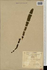 Equisetum telmateia Ehrh., Caucasus, Georgia (K4) (Georgia)