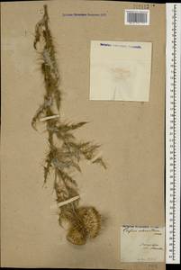 Cirsium echinus (M. Bieb.) Hand.-Mazz., Caucasus, Azerbaijan (K6) (Azerbaijan)
