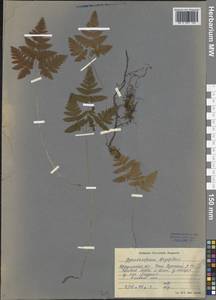 Gymnocarpium dryopteris (L.) Newman, Siberia, Baikal & Transbaikal region (S4) (Russia)