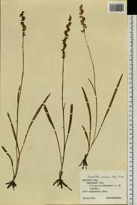 Spiranthes sinensis (Pers.) Ames, Siberia, Russian Far East (S6) (Russia)