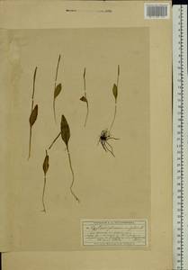 Ophioglossum vulgatum L., Eastern Europe, Moscow region (E4a) (Russia)