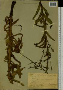 Cirsium serratuloides (L.) Hill, Siberia, Western (Kazakhstan) Altai Mountains (S2a) (Kazakhstan)