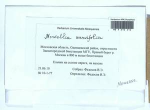 Nowellia curvifolia (Dicks.) Mitt., Bryophytes, Bryophytes - Moscow City & Moscow Oblast (B6a) (Russia)