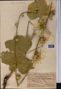 Alcea nudiflora (Lindl.) Boiss., Middle Asia, Western Tian Shan & Karatau (M3) (Kyrgyzstan)