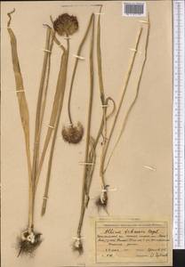 Allium fetisowii Regel, Middle Asia, Western Tian Shan & Karatau (M3) (Uzbekistan)