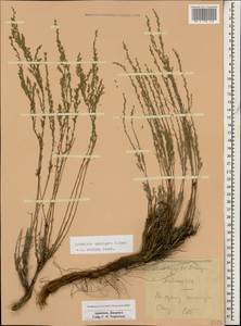 Seriphidium spicigerum (C. Koch) Poljak., Caucasus, Armenia (K5) (Armenia)