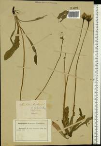 Leontodon hispidus L., Eastern Europe, Central forest-and-steppe region (E6) (Russia)
