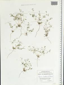 Sagina nodosa (L.) Fenzl, Eastern Europe, Rostov Oblast (E12a) (Russia)