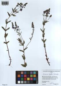 Veronica krylovii Schischk., Siberia, Altai & Sayany Mountains (S2) (Russia)