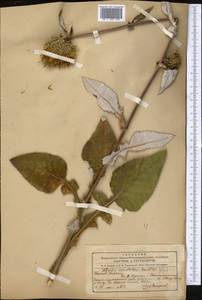 Alfredia acantholepis Kar. & Kir., Middle Asia, Northern & Central Tian Shan (M4) (Kyrgyzstan)