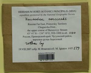 Leucodon coreensis Cardot, Bryophytes, Bryophytes - Russian Far East (excl. Chukotka & Kamchatka) (B20) (Russia)