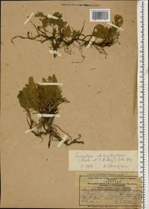 Tanacetum aureum (Lam.) Greuter, M. V. Agab. & Wagenitz, Caucasus, Armenia (K5) (Armenia)