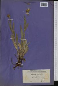 Centaurea orbelica Velen., Western Europe (EUR) (North Macedonia)