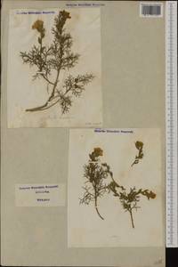 Genista hispanica L., Western Europe (EUR) (Italy)