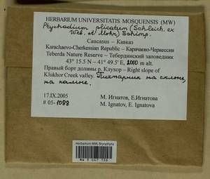 Lescuraea plicata (Schleich. ex F. Weber & D. Mohr) Lindb., Bryophytes, Bryophytes - North Caucasus & Ciscaucasia (B12) (Russia)