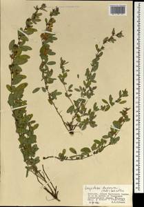 Lespedeza davurica (Laxm.)Schindl., Mongolia (MONG) (Mongolia)