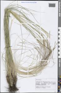 Stipa pennata L., Eastern Europe, Central forest-and-steppe region (E6) (Russia)