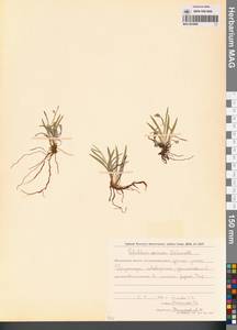 Tofieldia cernua Sm., Siberia, Chukotka & Kamchatka (S7) (Russia)