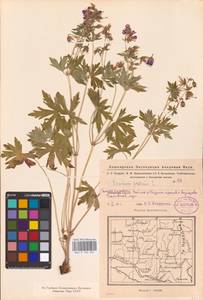 Geranium pratense L., Eastern Europe, Eastern region (E10) (Russia)