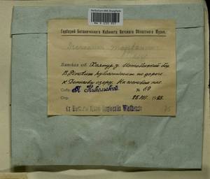 Orthodicranum montanum (Hedw.) Loeske, Bryophytes, Bryophytes - Permsky Krai, Udmurt Republic, Sverdlovsk & Kirov Oblasts (B8) (Russia)
