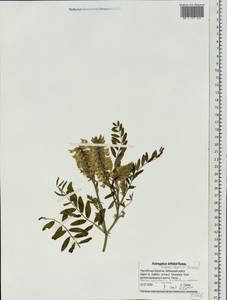 Astragalus schelichowii Turcz., Siberia, Baikal & Transbaikal region (S4) (Russia)
