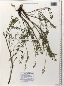 Onobrychis petraea (Willd.)Fisch., Caucasus, Stavropol Krai, Karachay-Cherkessia & Kabardino-Balkaria (K1b) (Russia)