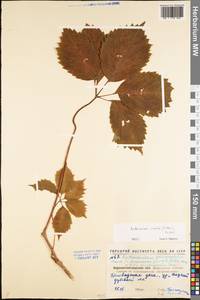 Parthenocissus inserta (A. Kern.) Fritsch, Eastern Europe, North Ukrainian region (E11) (Ukraine)