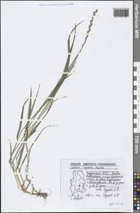 Lolium rigidum Gaudin, Eastern Europe, Volga-Kama region (E7) (Russia)