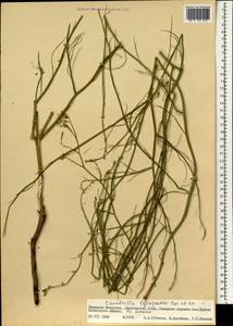 Chondrilla leiosperma Kar. & Kir., Mongolia (MONG) (Mongolia)