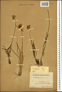 Allium denudatum Redouté, Caucasus (no precise locality) (K0)