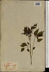 Capsicum annuum L., South Asia, South Asia (Asia outside ex-Soviet states and Mongolia) (ASIA) (Japan)
