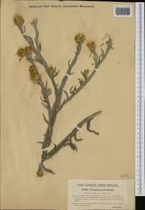 Centaurea solstitialis L., Western Europe (EUR) (Hungary)