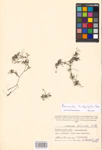 Ranunculus trichophyllus Chaix, Eastern Europe, Moscow region (E4a) (Russia)