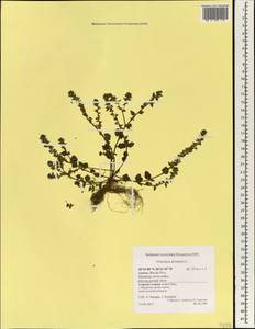 Veronica arvensis L., Africa (AFR) (Portugal)
