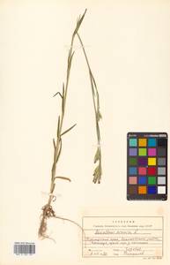 Dianthus armeria L., Siberia, Russian Far East (S6) (Russia)