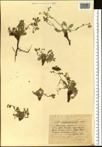 Potentilla sericea L., Siberia, Altai & Sayany Mountains (S2) (Russia)