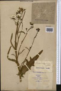 Sonchus arvensis subsp. uliginosus (M. Bieb.) Nyman, Middle Asia, Syr-Darian deserts & Kyzylkum (M7) (Kazakhstan)