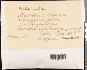 Pohlia nutans (Hedw.) Lindb., Bryophytes, Bryophytes - Moscow City & Moscow Oblast (B6a) (Russia)