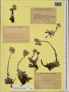 Antennaria caucasica Boriss., Caucasus, Krasnodar Krai & Adygea (K1a) (Russia)