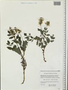 Astragalus frigidus (L.) A.Gray, Eastern Europe, Northern region (E1) (Russia)
