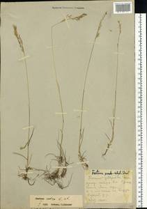 Festuca rubra L., Siberia, Russian Far East (S6) (Russia)