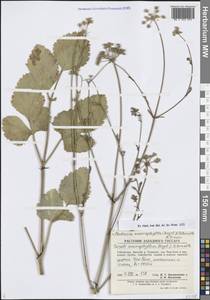 Mediasia macrophylla (Regel & Schmalh.) Pimenov, Middle Asia, Pamir & Pamiro-Alai (M2) (Uzbekistan)