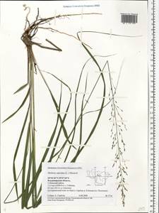 Molinia caerulea (L.) Moench, Eastern Europe, Central region (E4) (Russia)