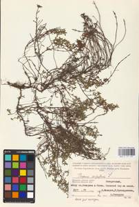 MHA 0 157 691, Thymus serpyllum L., Eastern Europe, Western region (E3) (Russia)