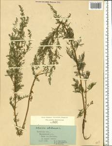 Artemisia abrotanum L., Eastern Europe, Central region (E4) (Russia)